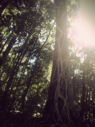 figtree1