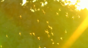 Dance of the Midges