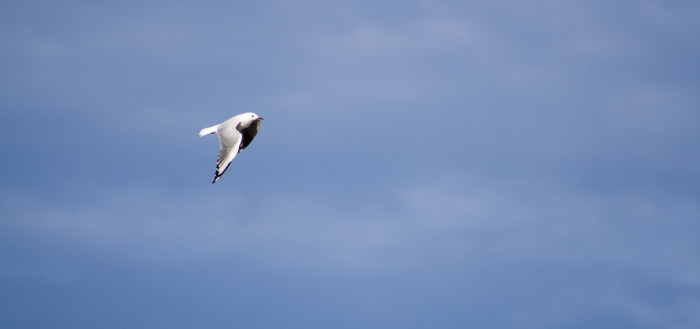Seagull No. 2